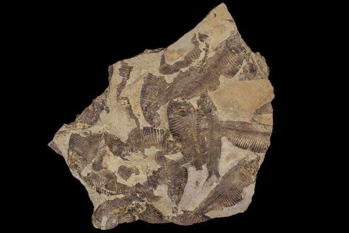 Fossil Fish (Gosiutichthys) Mortality Plate - Lake Gosiute #87801